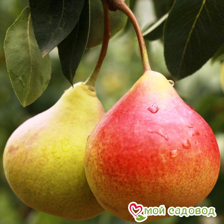 Груша Сочилинка