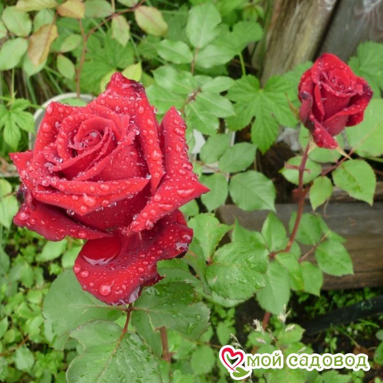 Роза Гран При