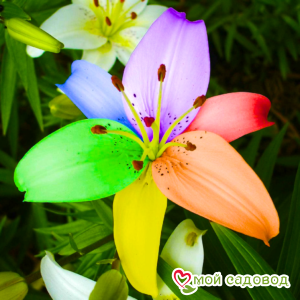 Лилия Лилэссенс