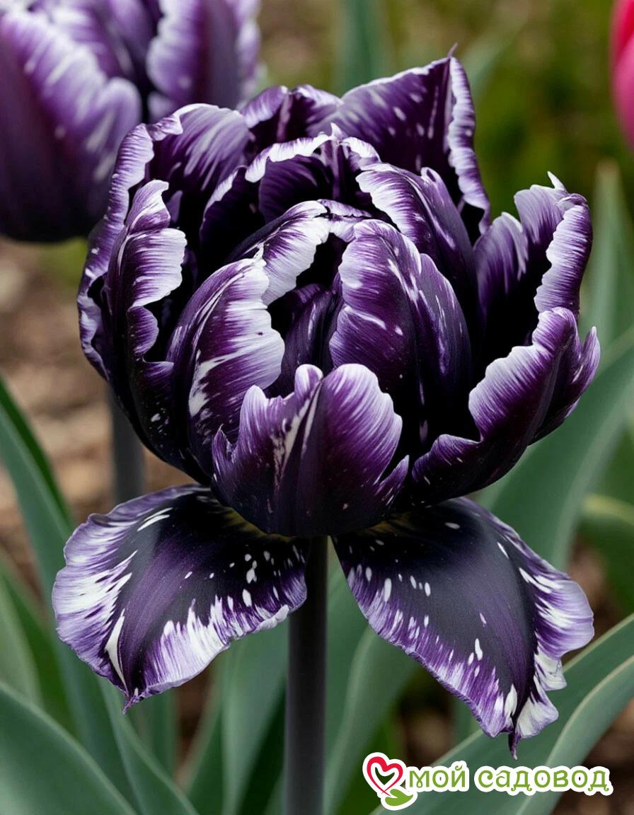 Тюльпан Индиго