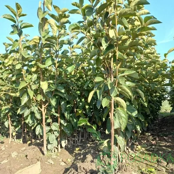 Хурма земля Солнца